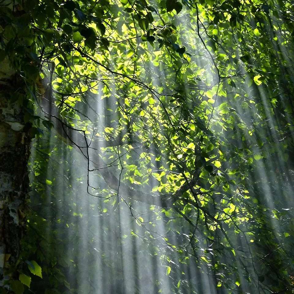 Sonnenstrahlen fallen durch grünes Laub im Wald
