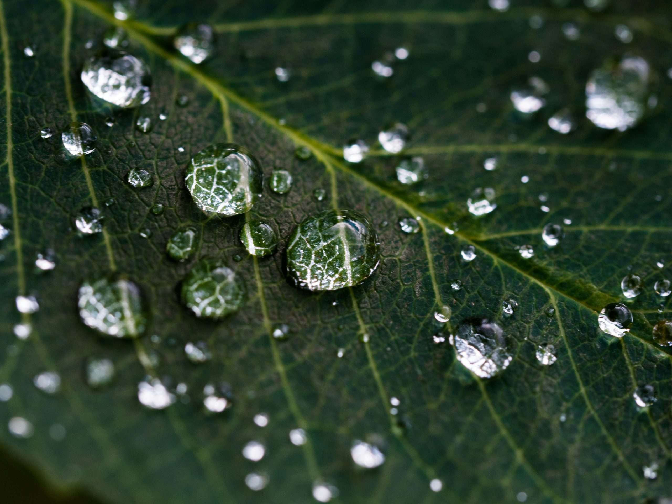 Wassertropfen auf einem grünen Blatt