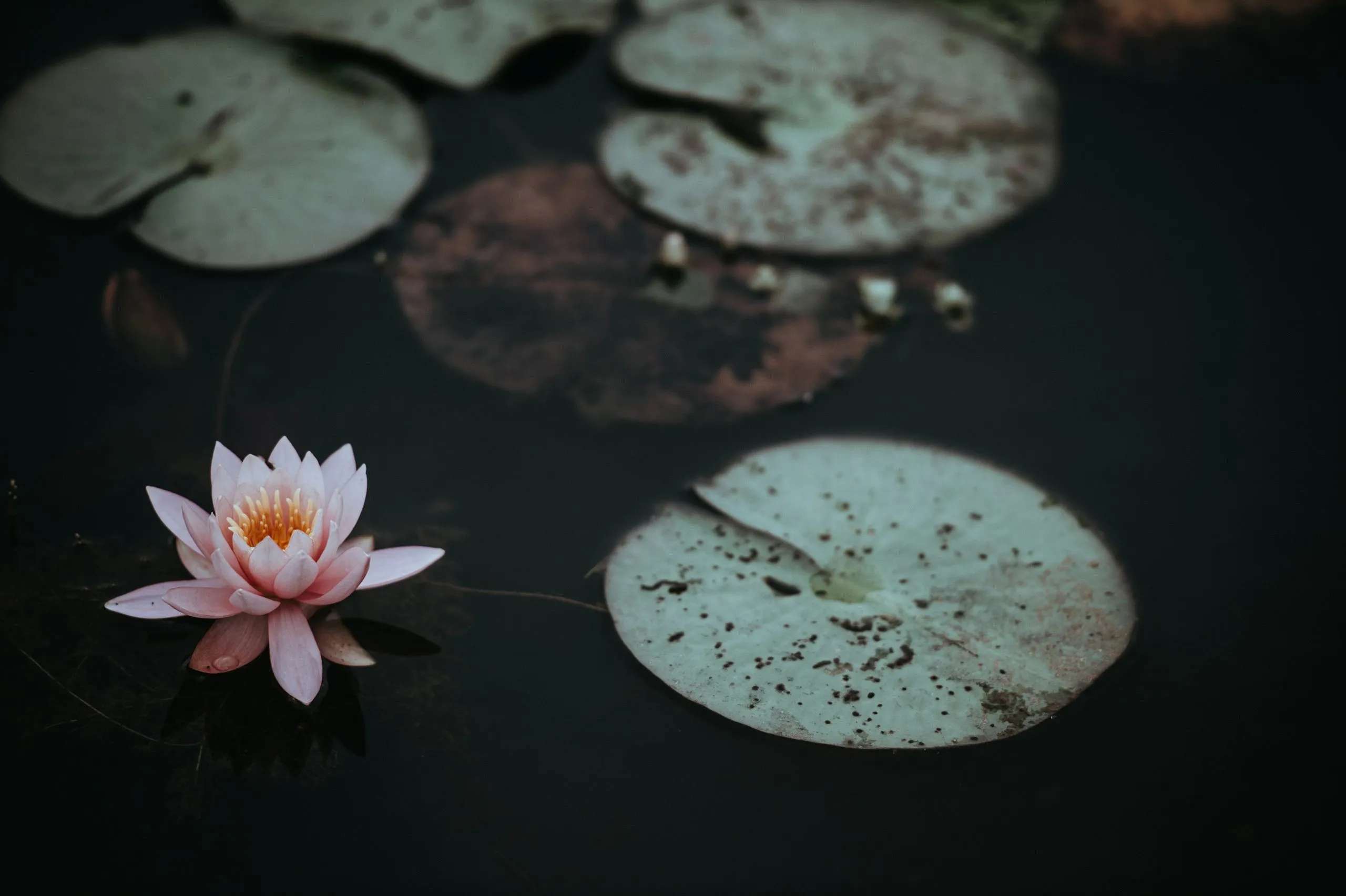 Seerose zwischen Seerosenblättern auf dunklem Wasser